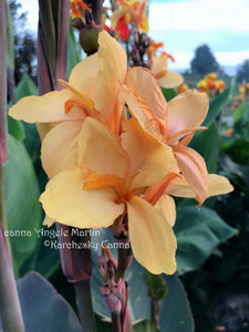 canna 'Angele Martin'