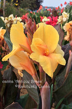 Load image into Gallery viewer, canna &#39;Antique Brass&#39;