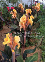Load image into Gallery viewer, canna &#39;Antique Brass&#39;