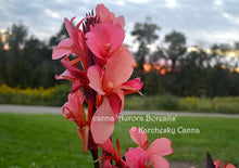 Load image into Gallery viewer, canna &#39;Aurora Borealis&#39;