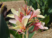 Load image into Gallery viewer, canna &#39;Ballada&#39;