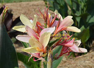 canna 'Ballada'