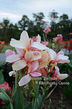 Load image into Gallery viewer, canna &#39;Ballada&#39;