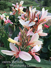 Load image into Gallery viewer, canna &#39;Ballada&#39;