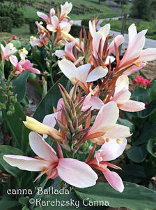 canna 'Ballada'