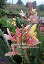 Load image into Gallery viewer, canna &#39;Ballada&#39;