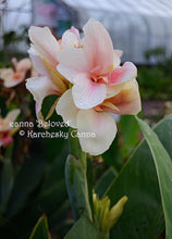 Load image into Gallery viewer, canna &#39;Beloved&#39;