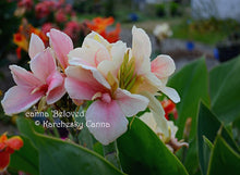Load image into Gallery viewer, canna &#39;Beloved&#39;