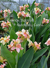 Load image into Gallery viewer, canna &#39;Beloved&#39;