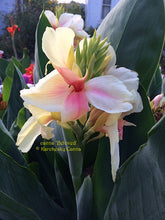 Load image into Gallery viewer, canna &#39;Beloved&#39;