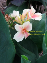 Load image into Gallery viewer, canna &#39;Beloved&#39;