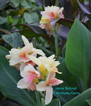 Load image into Gallery viewer, canna &#39;Beloved&#39;