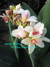 Load image into Gallery viewer, canna &#39;Beloved&#39;