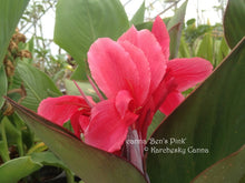 Load image into Gallery viewer, canna &#39;Ben&#39;s Pink&#39;