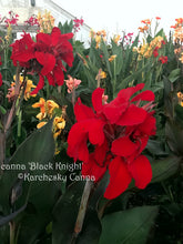 Load image into Gallery viewer, canna &#39;Black Knight&#39;