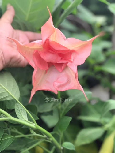 CUTTING — brugmansia 'Blessed'