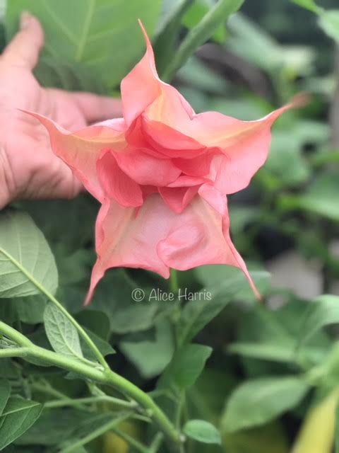 CUTTING — brugmansia 'Blessed'
