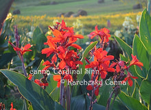 Load image into Gallery viewer, canna &#39;Cardinal Sinn&#39;