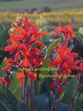Load image into Gallery viewer, canna &#39;Cardinal Sinn&#39;