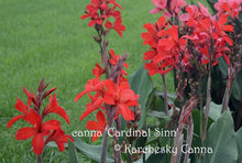 Load image into Gallery viewer, canna &#39;Cardinal Sinn&#39;