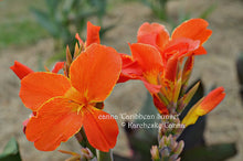 Load image into Gallery viewer, canna &#39;Caribbean Sunset&#39;