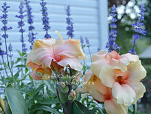 Load image into Gallery viewer, canna &#39;Chelsea&#39;