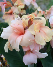 Load image into Gallery viewer, canna &#39;Chelsea&#39;