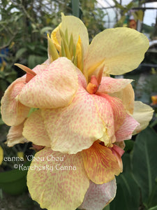 canna 'Chou Chou'