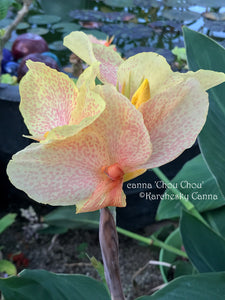 canna 'Chou Chou'