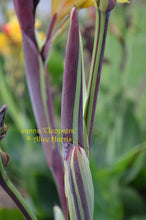 Load image into Gallery viewer, canna &#39;Cleopatra Variegated&#39;