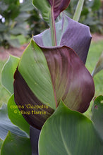 Load image into Gallery viewer, canna &#39;Cleopatra Variegated&#39;