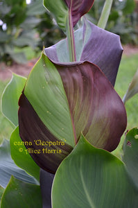 canna 'Cleopatra Variegated'