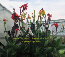 Load image into Gallery viewer, canna &#39;Cleopatra Variegated&#39;