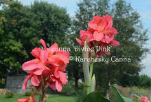 Load image into Gallery viewer, canna &#39;Divine Pink&#39;