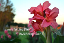 Load image into Gallery viewer, canna &#39;Divine Pink&#39;