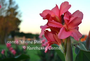 canna 'Divine Pink'