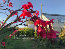 Load image into Gallery viewer, canna &#39;Ehemanii&#39;