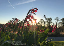 Load image into Gallery viewer, canna &#39;Ehemanii&#39;