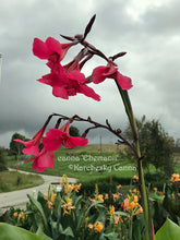 Load image into Gallery viewer, canna &#39;Ehemanii&#39;