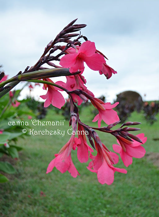 canna 'Ehemanii'