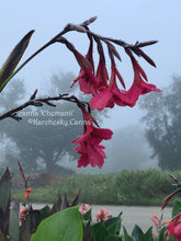 Load image into Gallery viewer, canna &#39;Ehemanii&#39;
