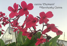 Load image into Gallery viewer, canna &#39;Ehemanii&#39;