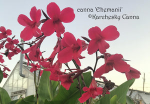 canna 'Ehemanii'