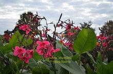 Load image into Gallery viewer, canna &#39;Ehemanii&#39;