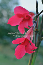 Load image into Gallery viewer, canna &#39;Ehemanii&#39;