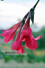 Load image into Gallery viewer, canna &#39;Ehemanii&#39;