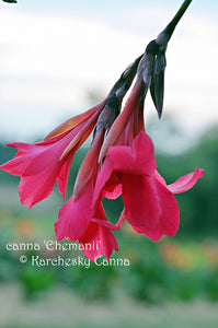 canna 'Ehemanii'