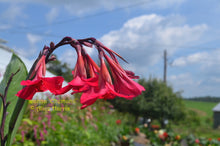 Load image into Gallery viewer, canna &#39;Ehemanii&#39;