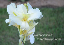 Load image into Gallery viewer, canna &#39;Ermine&#39;