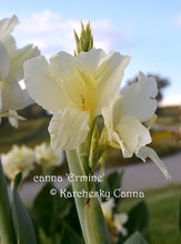Load image into Gallery viewer, canna &#39;Ermine&#39;